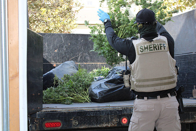 Illegal marijuana grow operations dismantled